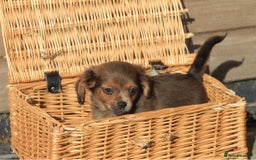 Mixed Breed dogs for sale: Chiweenie Puppies For Sale  - Image 8