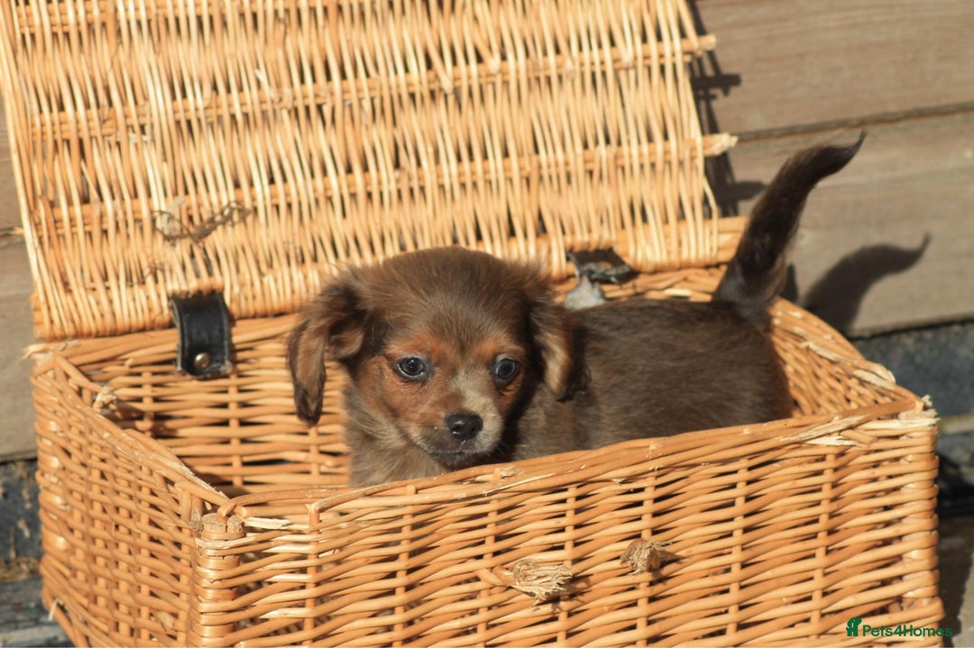 Mixed Breed dogs for sale: Chiweenie Puppies For Sale  - Image 8