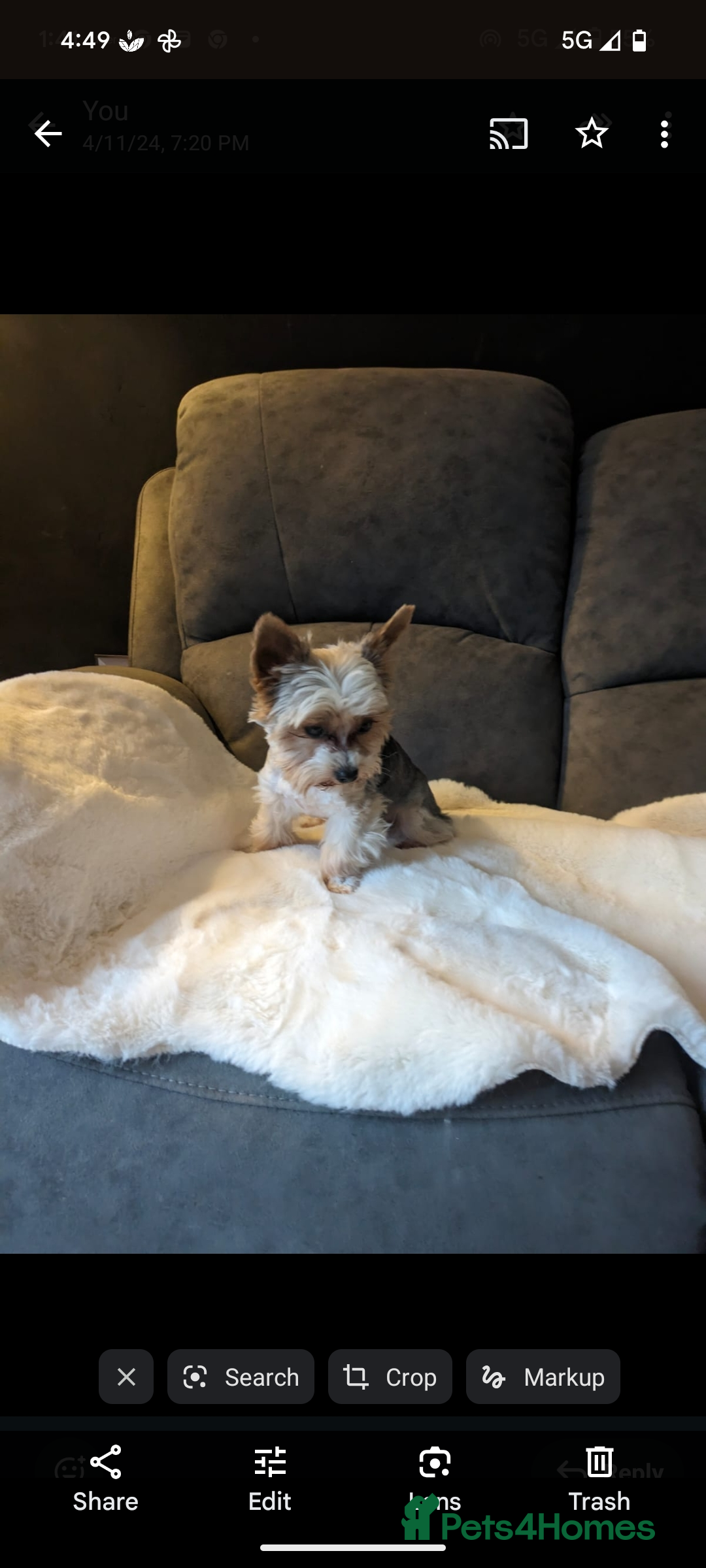 Yorkshire Terrier dogs for stud: Experienced boY for stud small just 1.8kg s in Watford - Advert 1