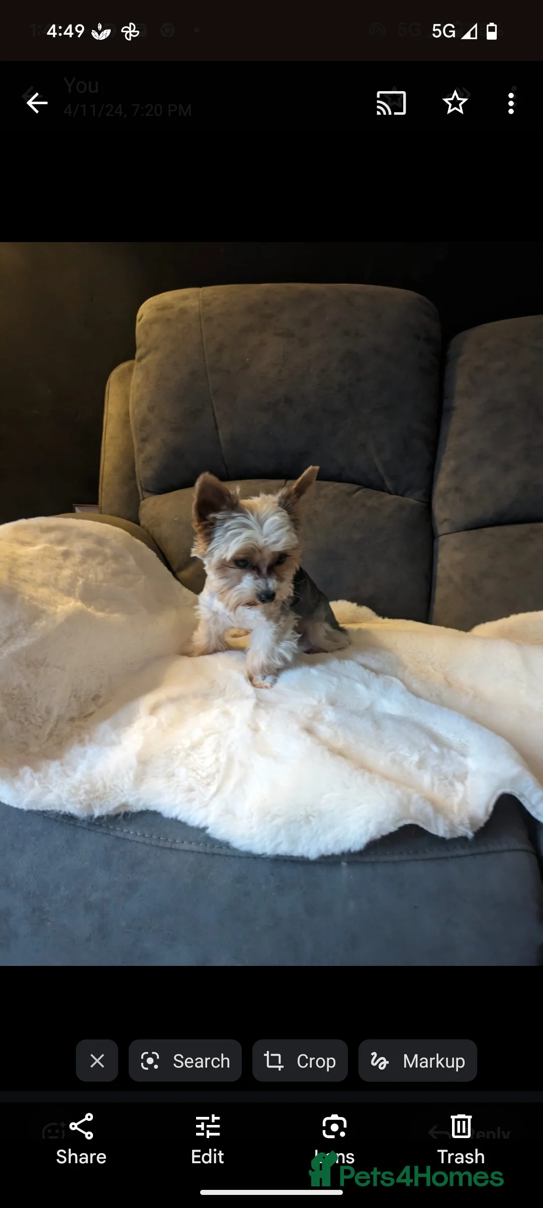 Yorkshire Terrier dogs for stud: Experienced boY for stud small just 1.8kg s in Watford - Advert 1