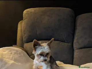 Yorkshire Terrier dogs Experienced boY for stud small just 1.8kg s in Watford - Advert 14