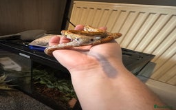 Corn Snake reptiles for sale: Corn Snake - Image 3