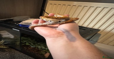 Corn Snake reptiles - Advert 10