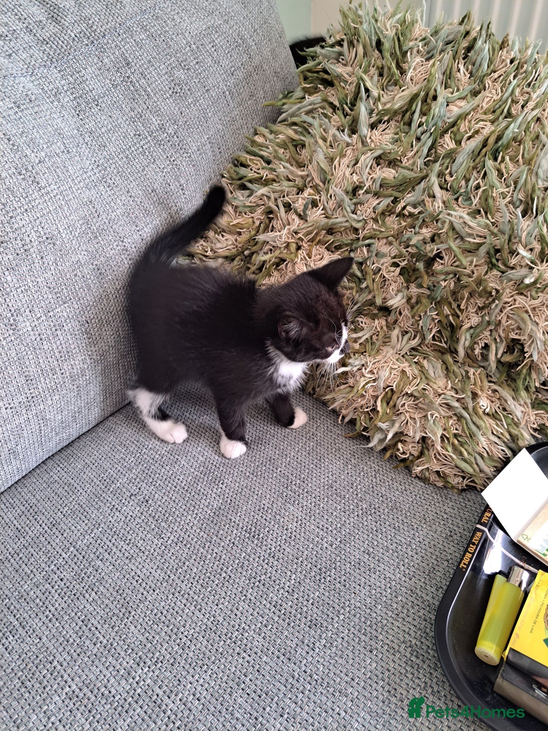 Mixed Breed cats for sale: Three playful kittens in search of forever home. - Image 12