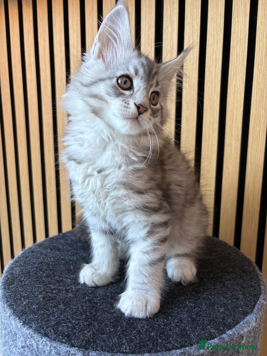 Maine Coon cats for sale: XL Maine Coon Kittens for Sale – TICA Reg - Advert 29