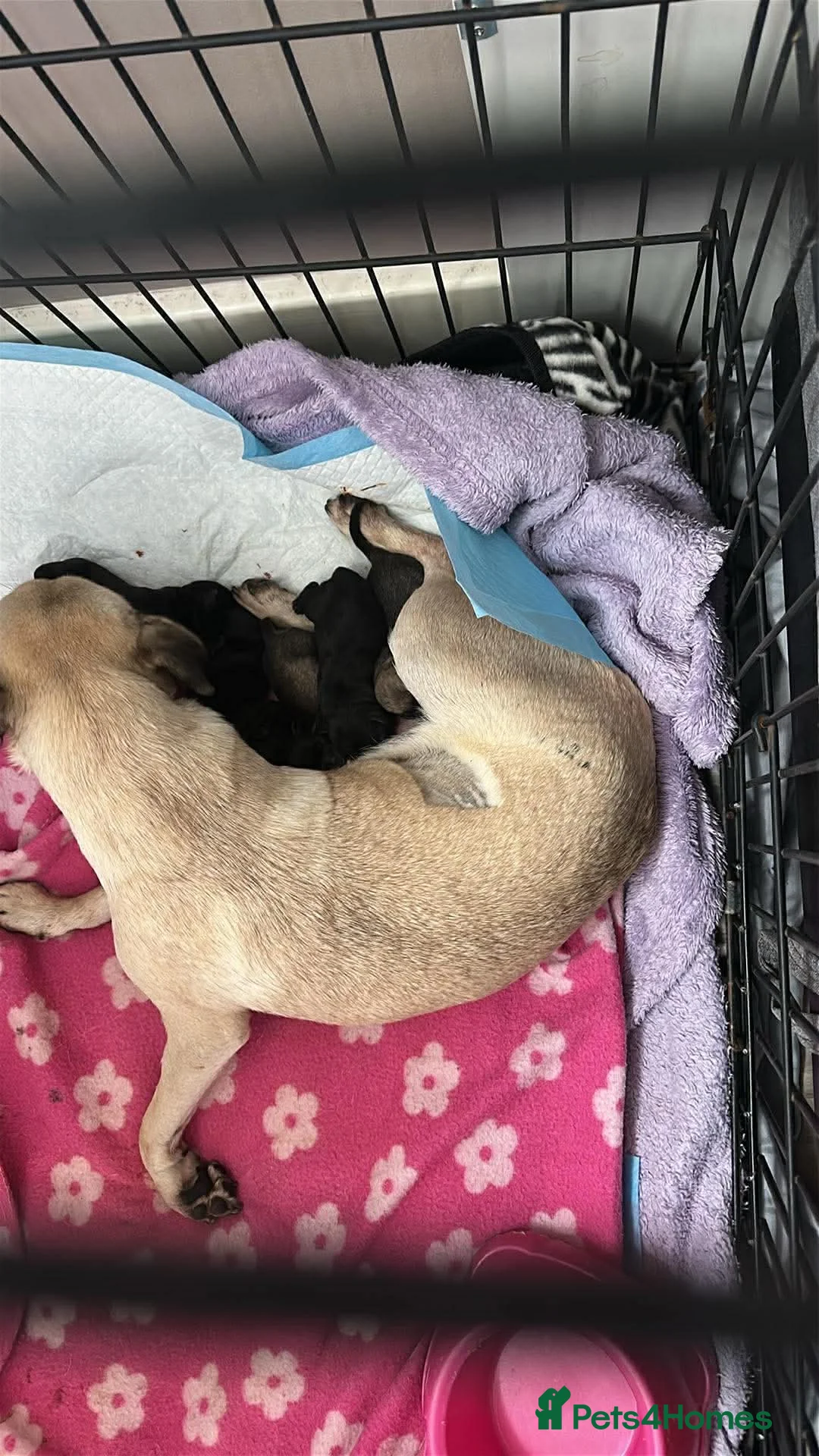 Pug dogs for sale: Pug puppies  - Advert 6