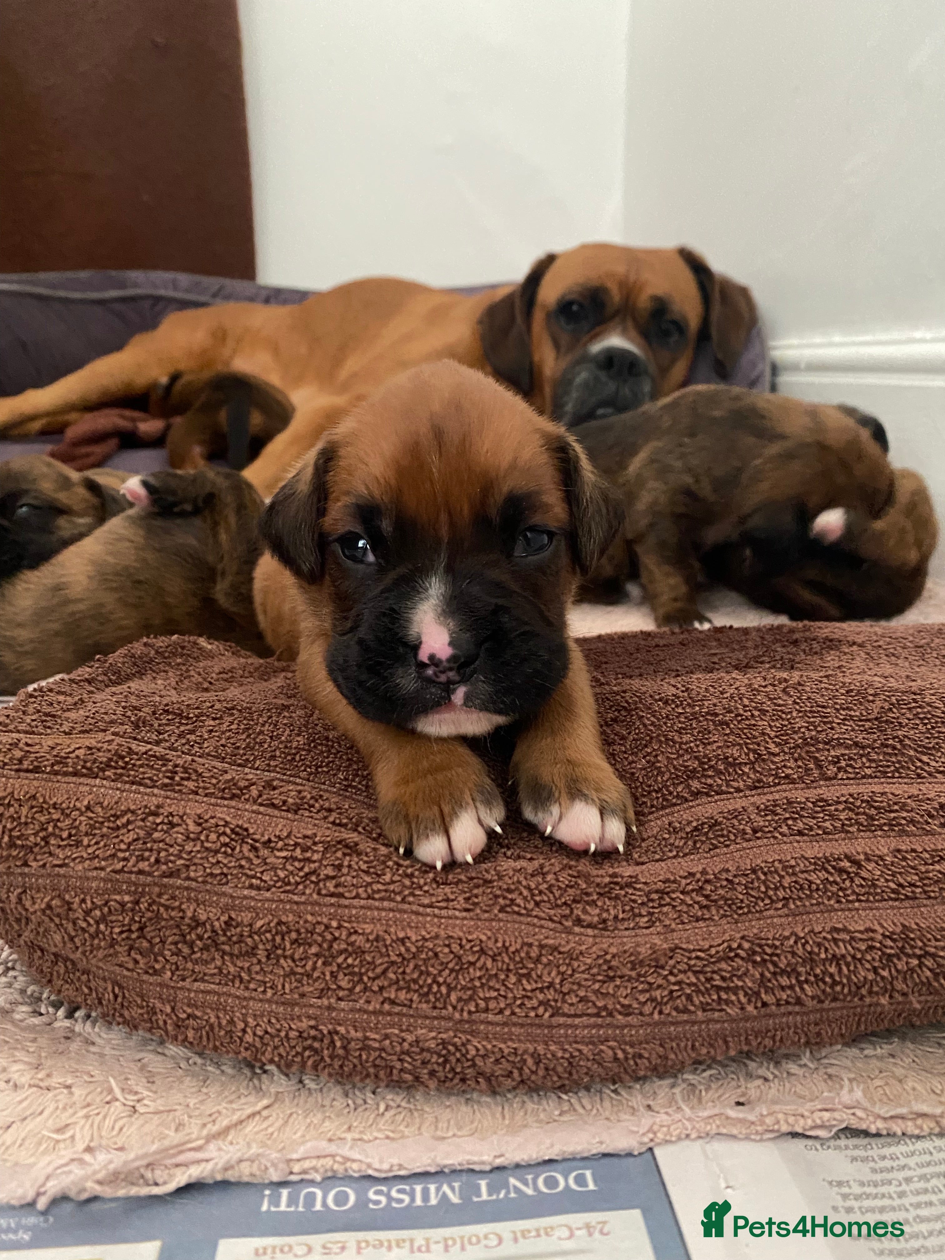 Mixed Breed dogs Home Reared Boxer cross Puppies – 4 Boys Available - Advert 1