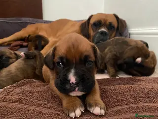 Mixed Breed dogs Home Reared Boxer cross Puppies – 4 Boys Available - Advert 4