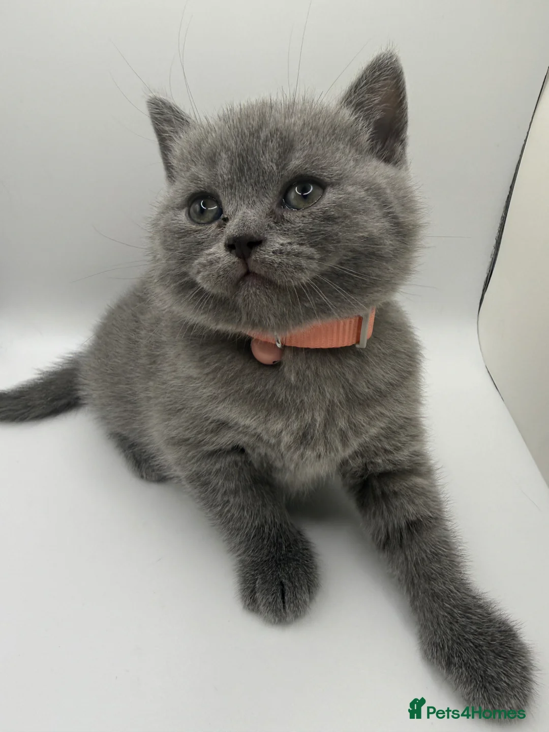 British Shorthair cats for sale: ❤️❤️❤️British shorthair kittens🐱🐱🐱 - Advert 16
