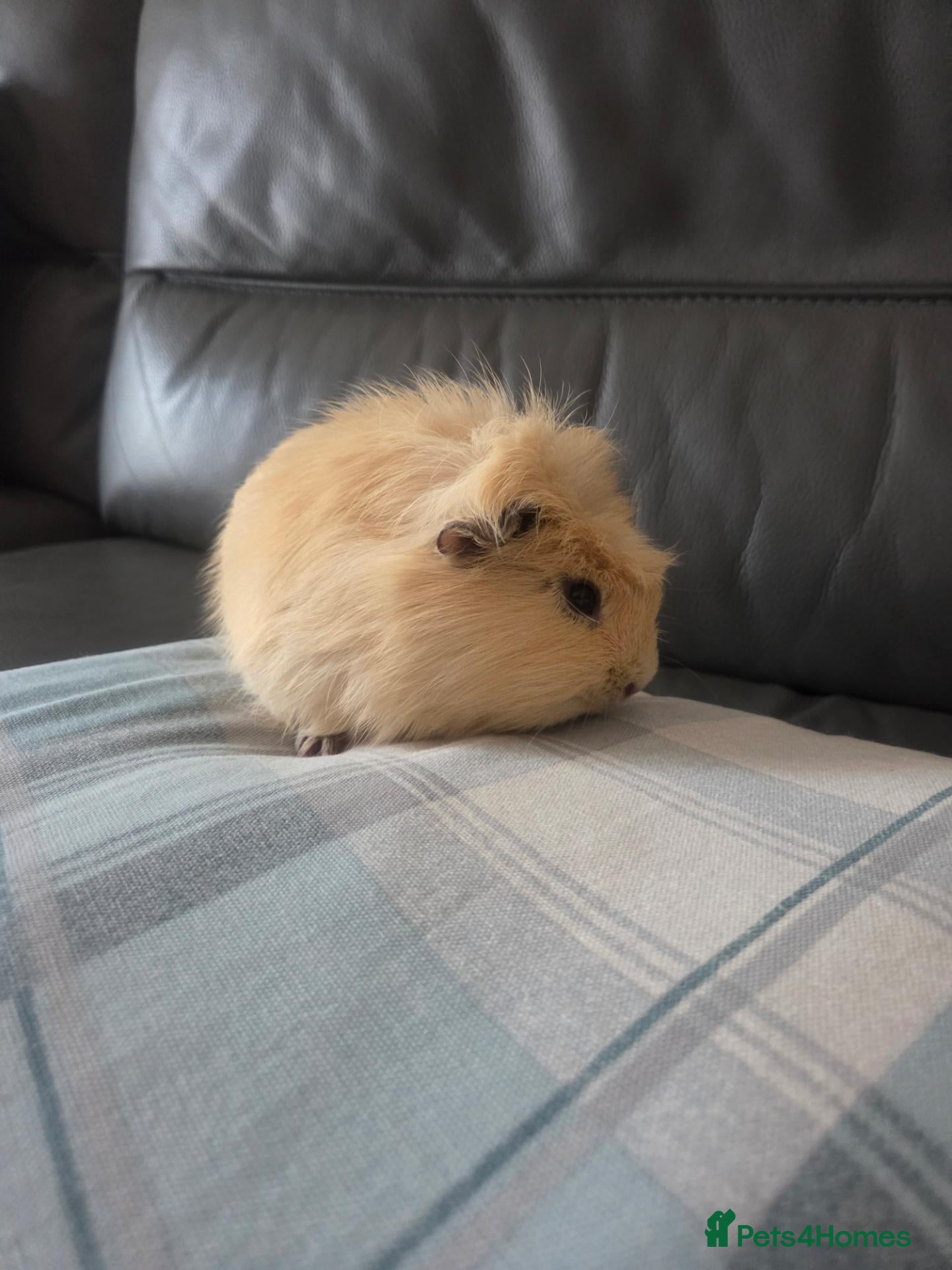 Guinea Pig rodents for sale: 2x Male Guinea pigs, both 7 months old - Advert 5