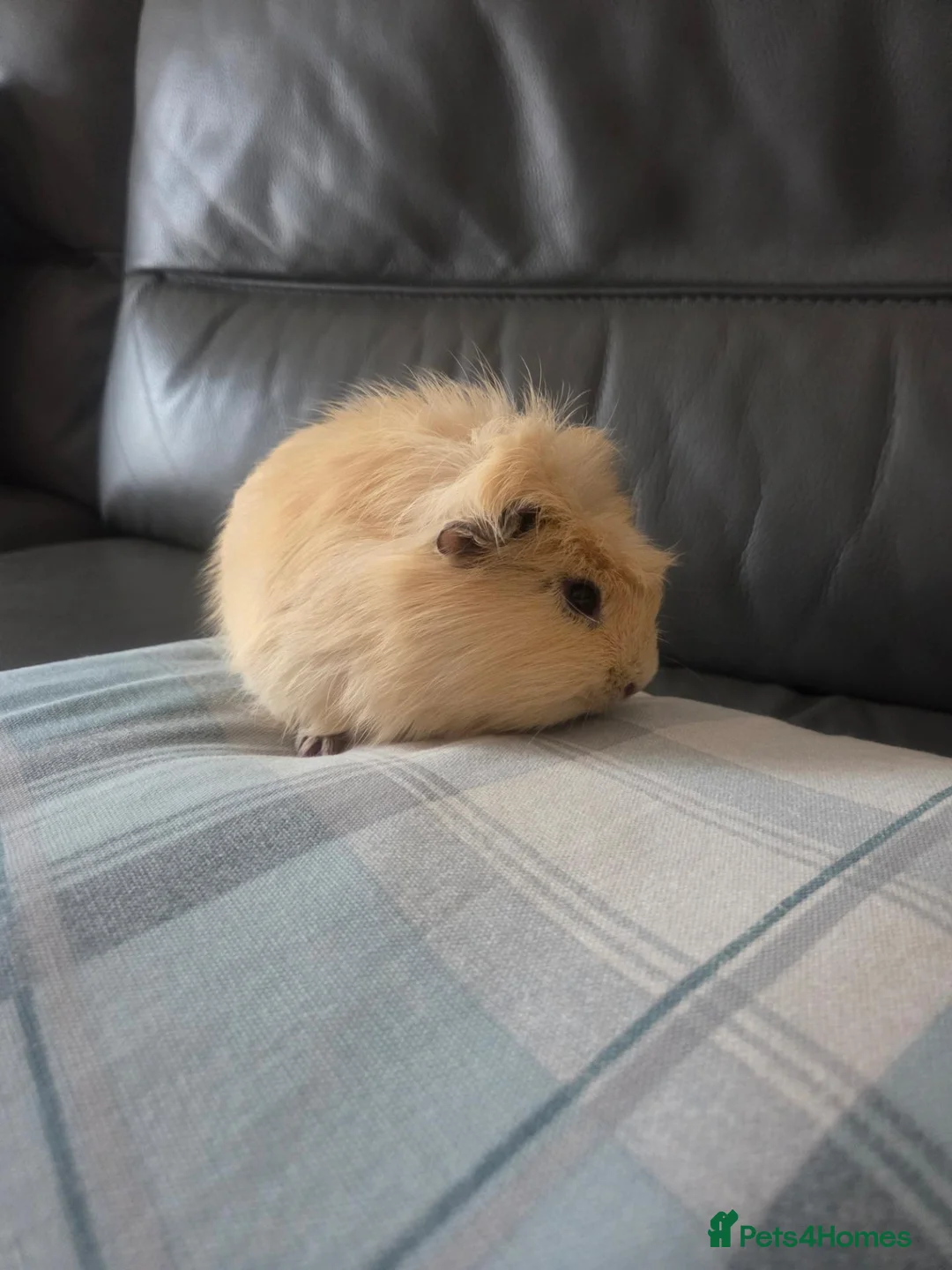 Guinea Pig rodents for sale: 2x Male Guinea pigs, both 7 months old - Advert 1