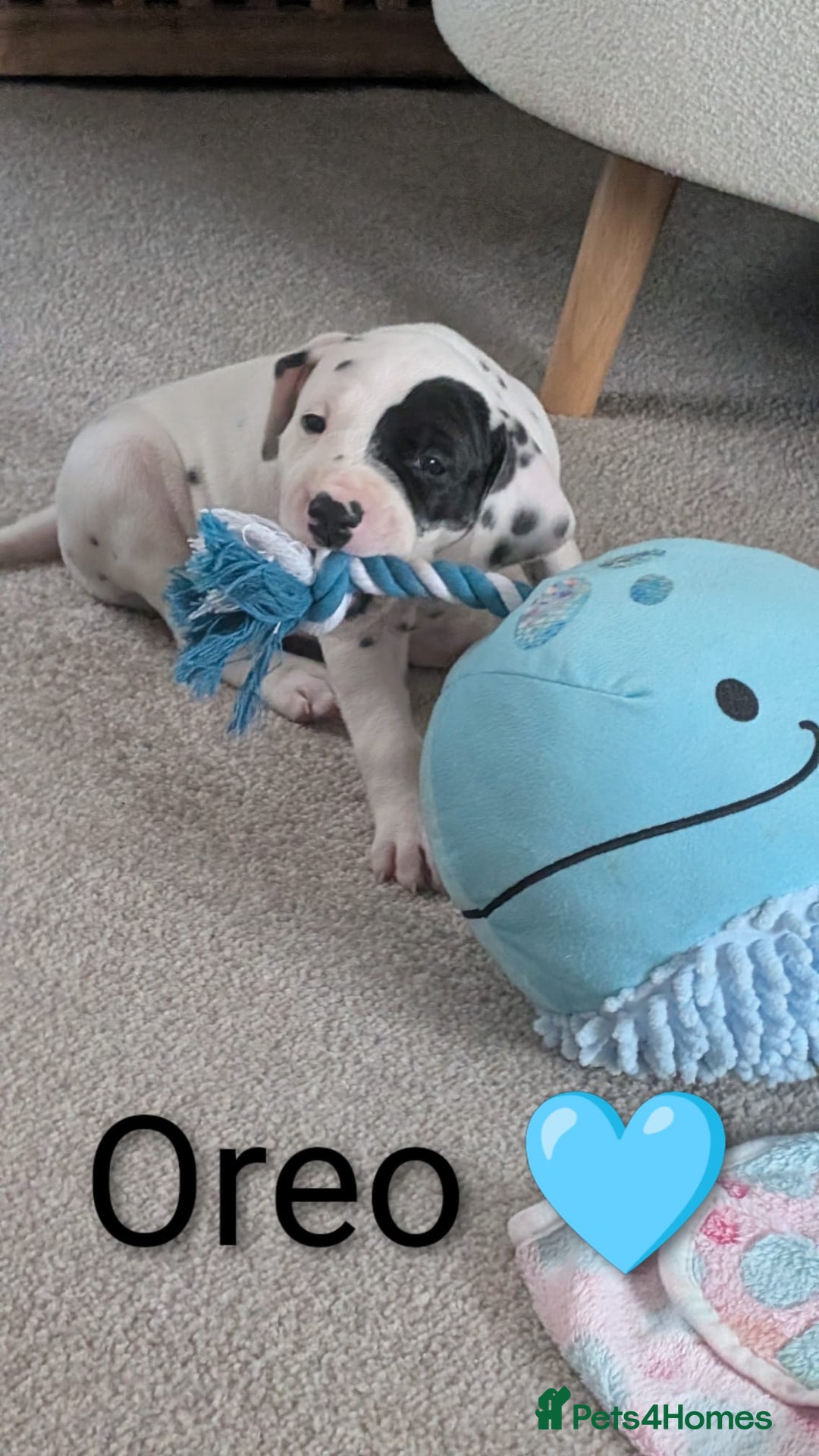 Dalmatian dogs for sale: Dalmatian puppies KC registered last 1 remaining - Advert 17