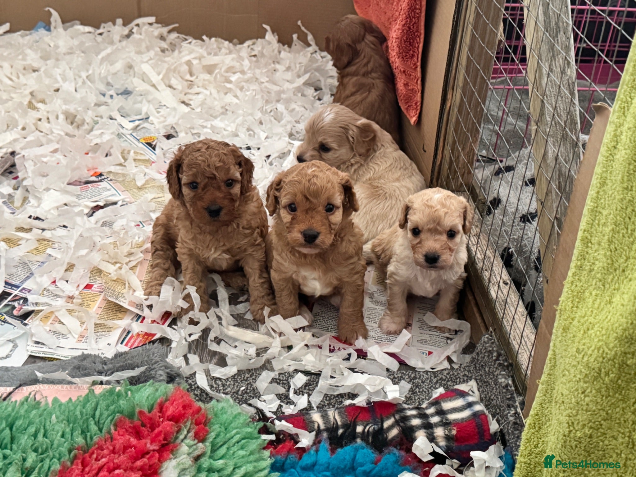 Cavapoochon dogs  Extensively health-tested parents 💫 - Advert 2