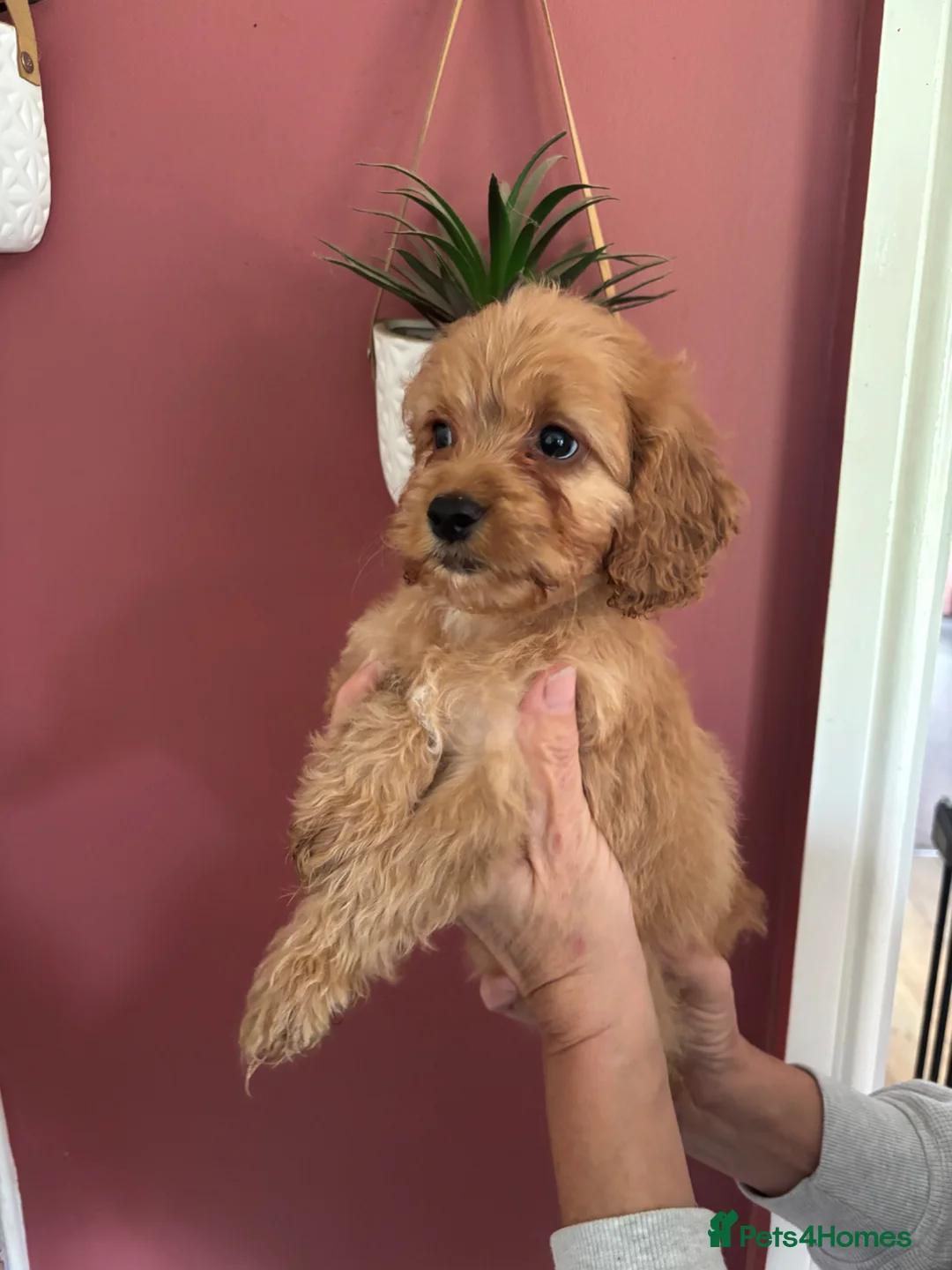 Cockapoo dogs for sale: Only 2 left available 🐶 F1 cockapoos  - Advert 2