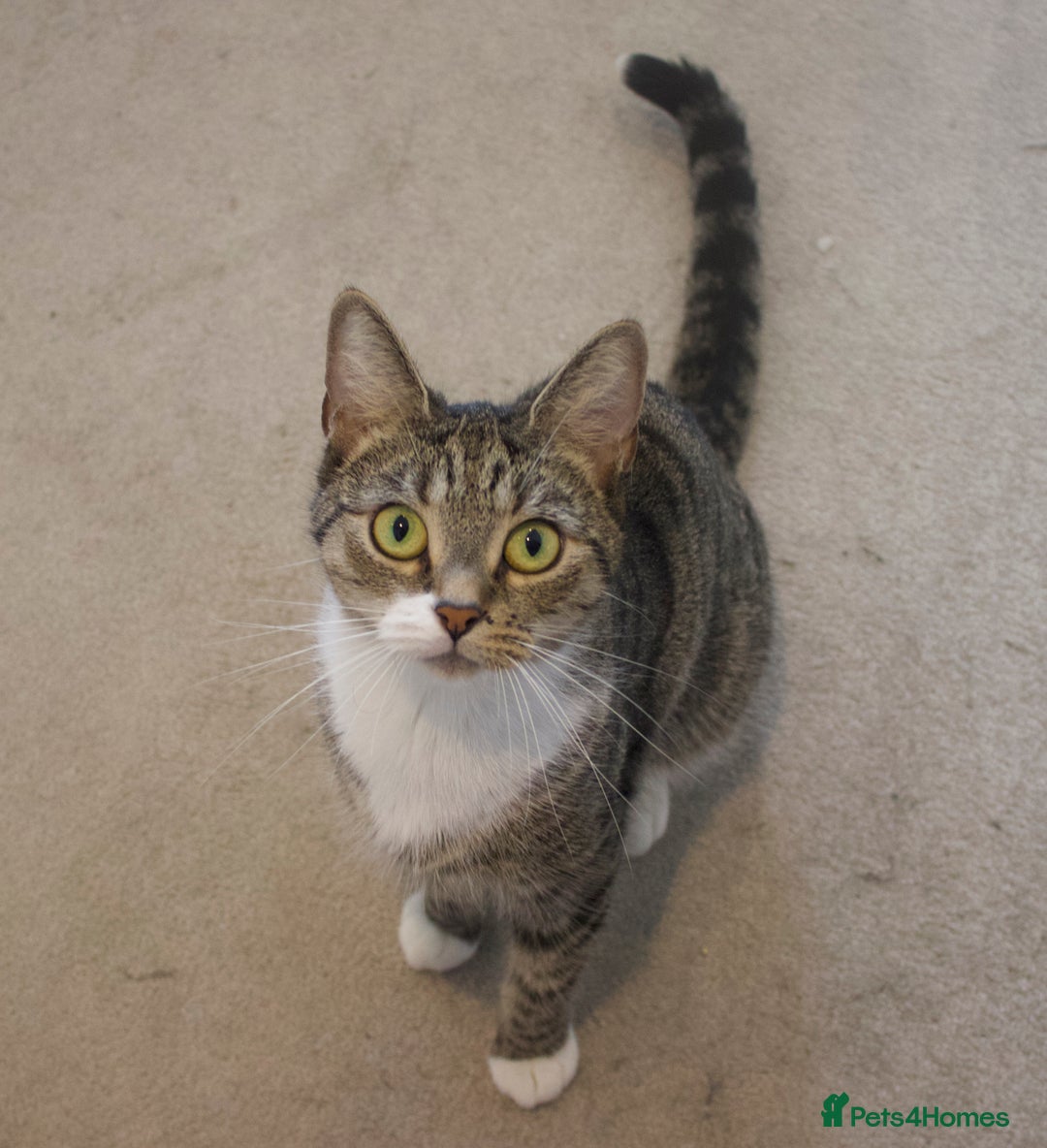 Domestic Shorthair cats for sale: Bonded mother-son cat pair looking for new home - Image 4