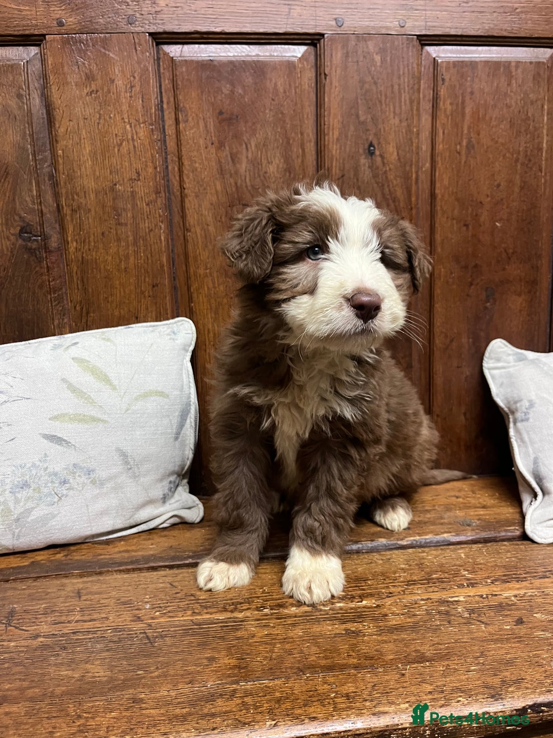 Bearded Collie dogs for sale: One Brown Beardie For Sale - Advert 8