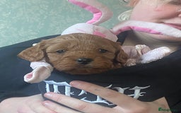 Cavapoo dogs for sale: Last 2 A1 Ruby/red Christmas Cavapoos 07816222523 in Derby - Image 1