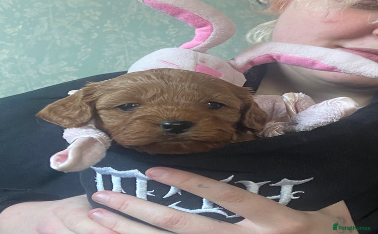 Cavapoo dogs in Derby - Advert 1