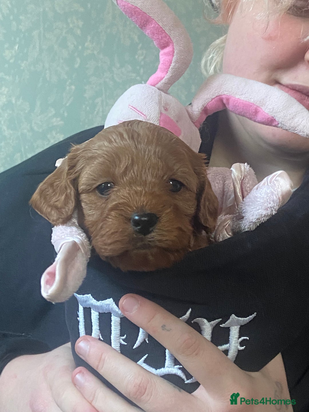 Cavapoo dogs for sale: Last 2 A1 Ruby/red Christmas Cavapoos 07816222523 in Derby - Image 1
