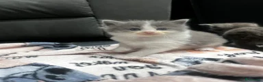 Ragdoll 5
