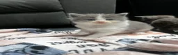 Ragdoll cats for sale: Six beautiful Ragdoll and snowshoe kittens in Newport Pagnell - Advert 10