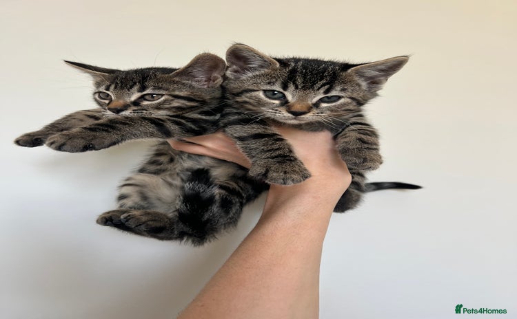 Bengal cats - Advert 7