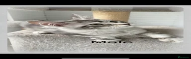 Maine Coon 4