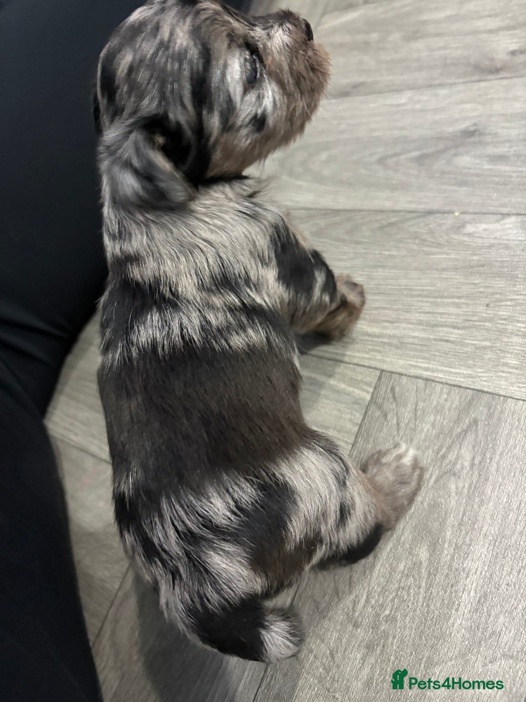 Yorkshire Terrier dogs for sale: Yorkshire terrier, terrier cross puppies - Advert 12