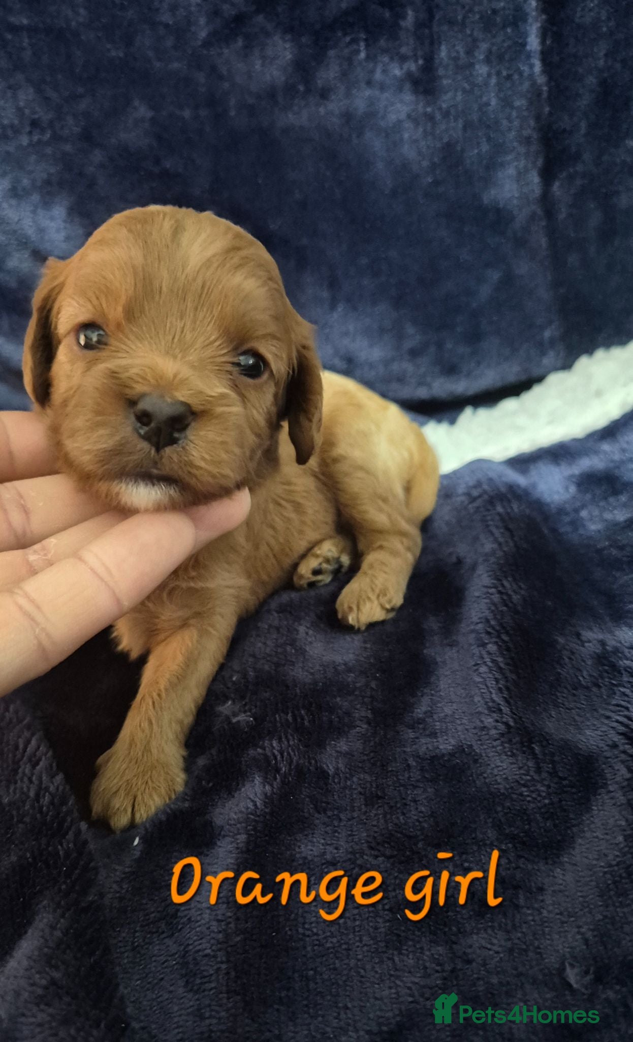 Cavapoo dogs Adorable F1 Cavapoo puppies - Advert 13