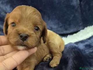 Cavapoo dogs Adorable F1 Cavapoo puppies - Advert 13