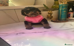 Cavapoo dogs for sale: Our last Toy cavapoo puppy looking for a home  - Image 3