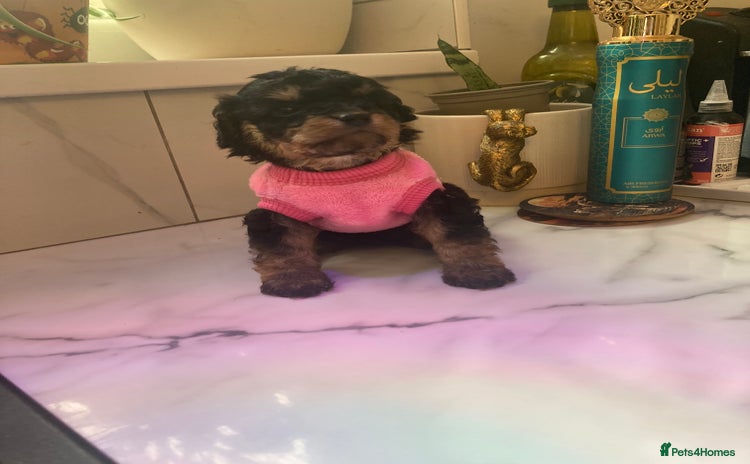 Cavapoo dogs - Advert 2