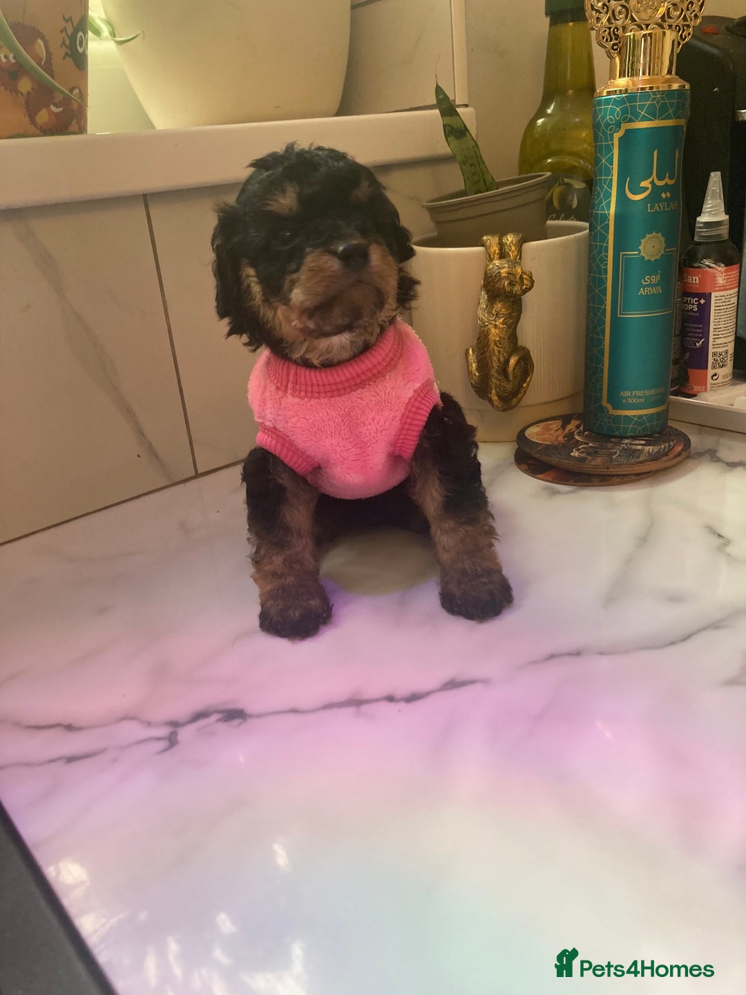 Cavapoo dogs for sale: Our last Toy cavapoo puppy looking for a home  - Image 3