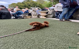 Cavapoo dogs for sale: Stunning F1 Cavapoo pups ONE GIRL LEFT - Image 15