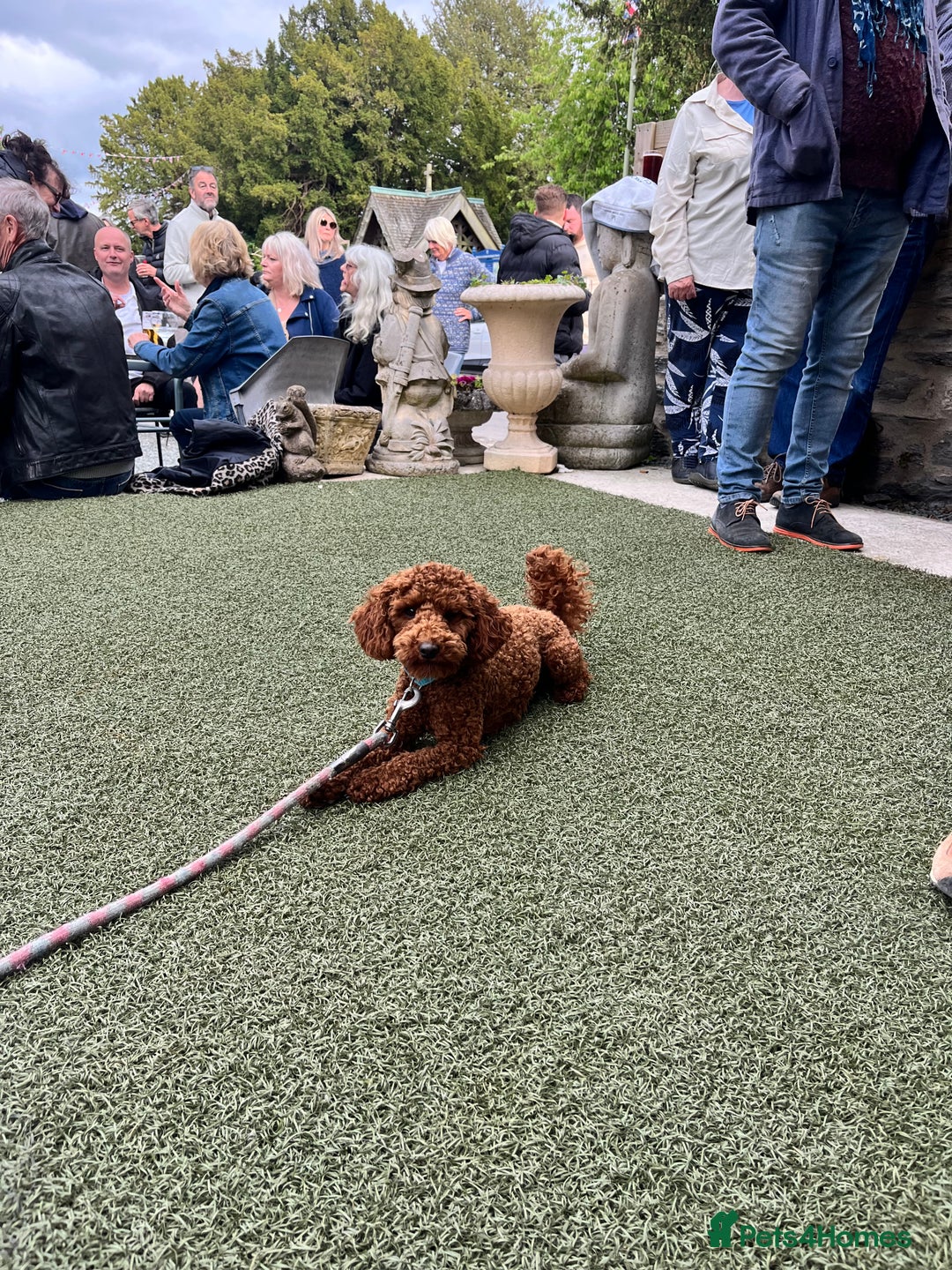 Cavapoo dogs for sale: Stunning F1 Cavapoo pups ONE GIRL LEFT - Image 15