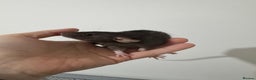 Rat rodents for sale: Baby rats dwarf and nude - Advert 7