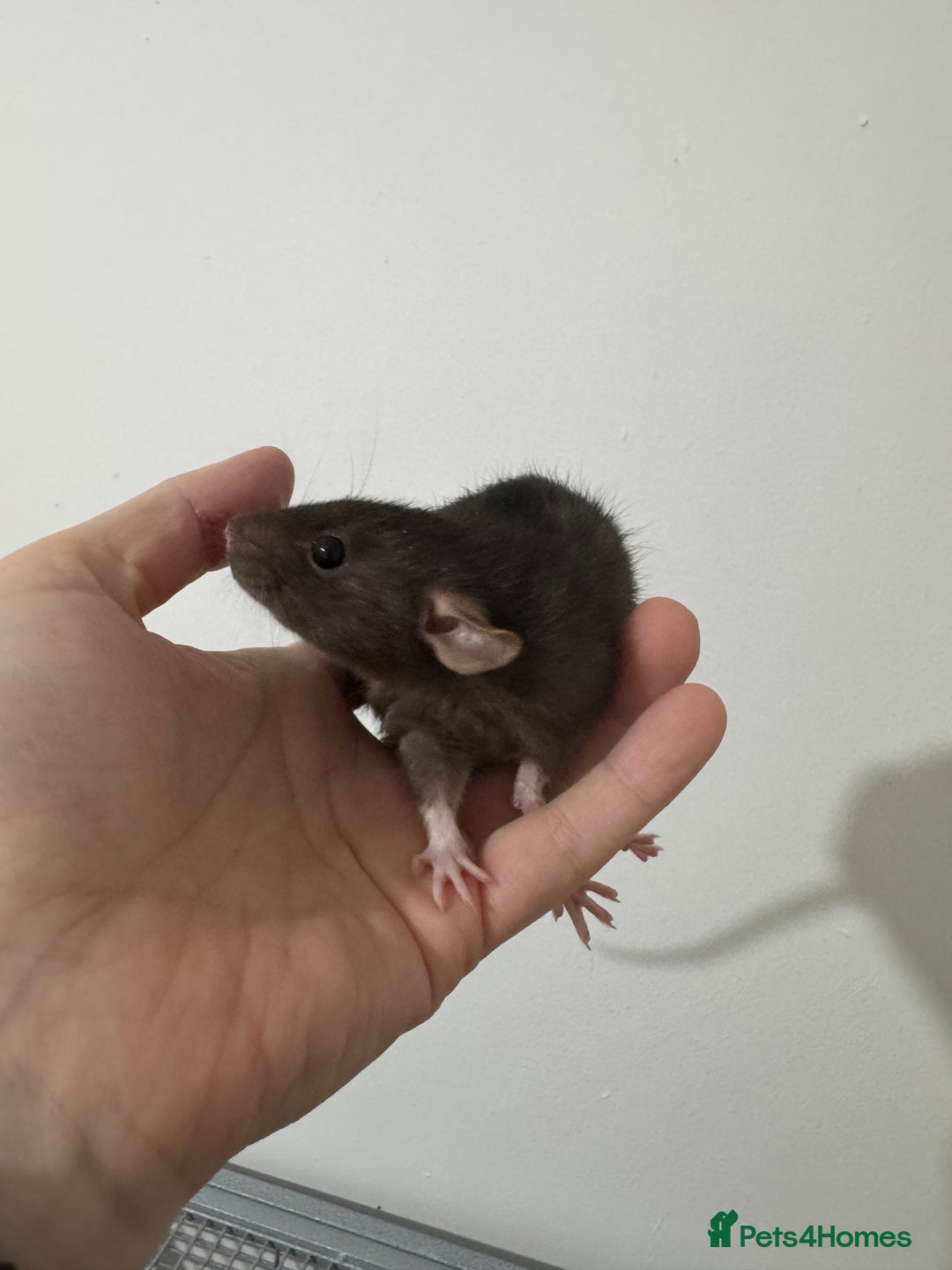 Rat rodents for sale: Baby rats dwarf and nude - Advert 7