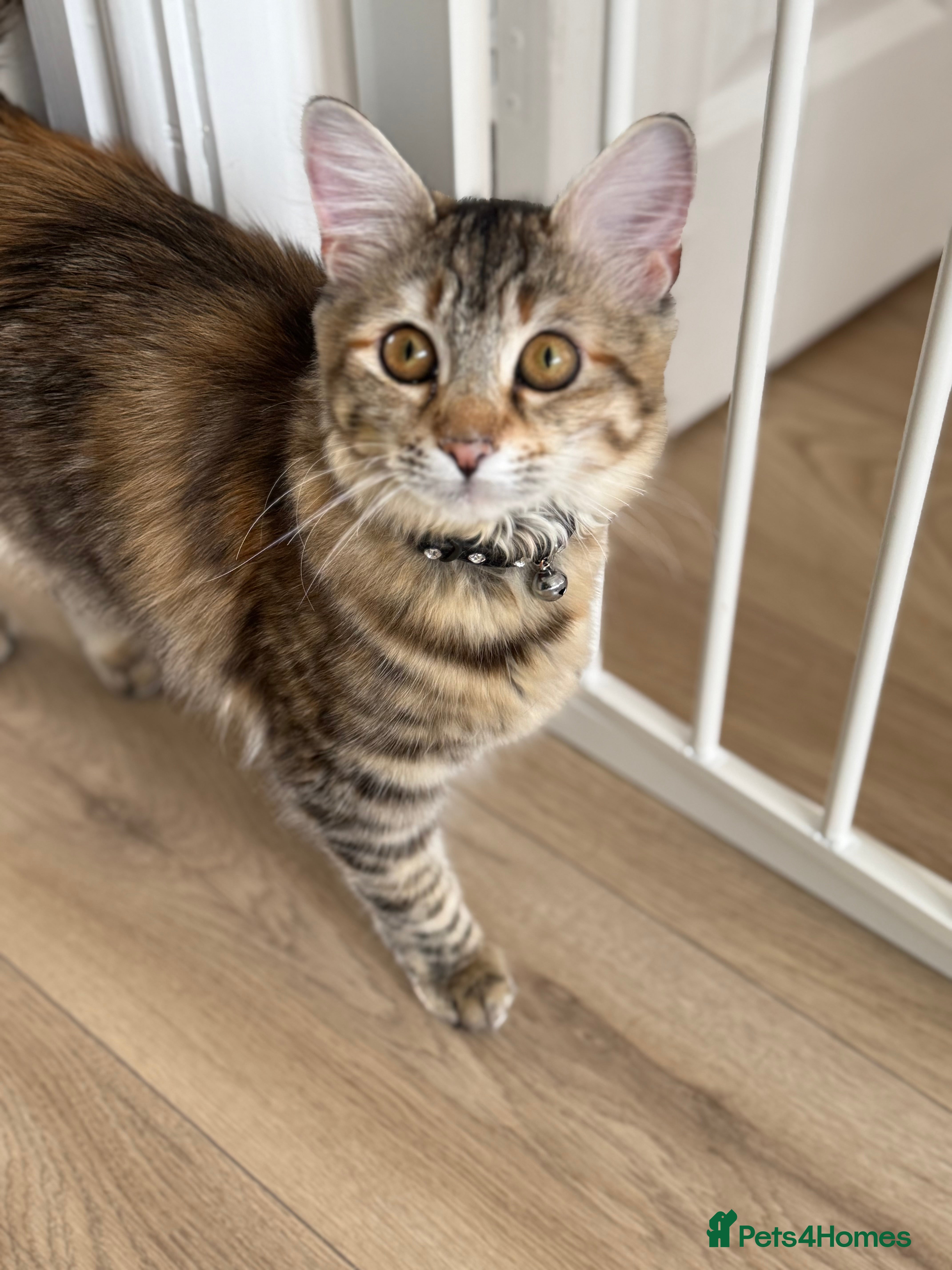 Mixed Breed cats Needing a new loving home  - Advert 3