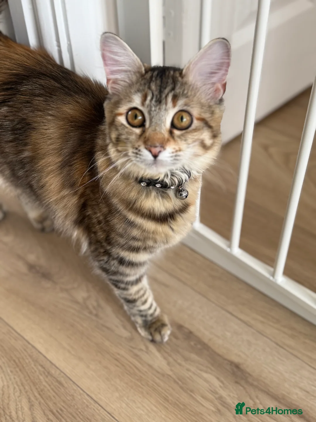 Mixed Breed cats for sale: Needing a new loving home  - Advert 1