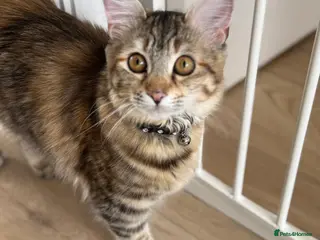 Mixed Breed cats Needing a new loving home - Advert 3