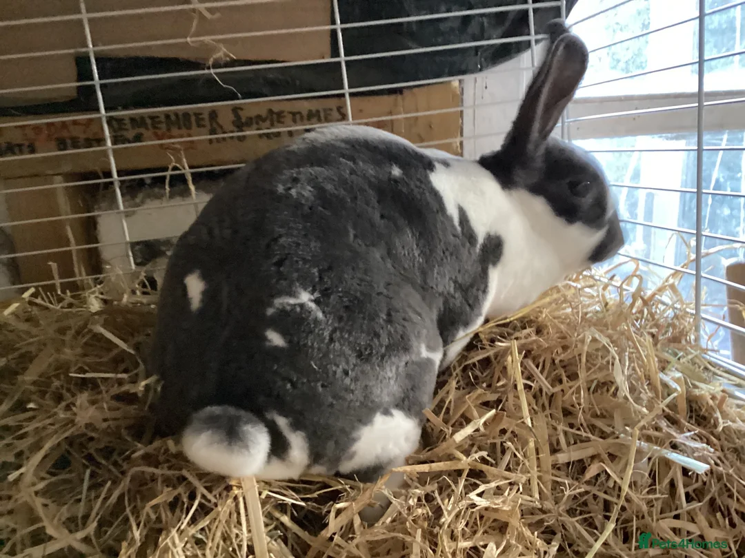 Rex rabbits for sale: Mini re **  in Liverpool - Advert 2