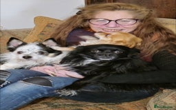 Chihuahua dogs for sale: Longhaired Chihuahua-Needs the best home  - Image 5
