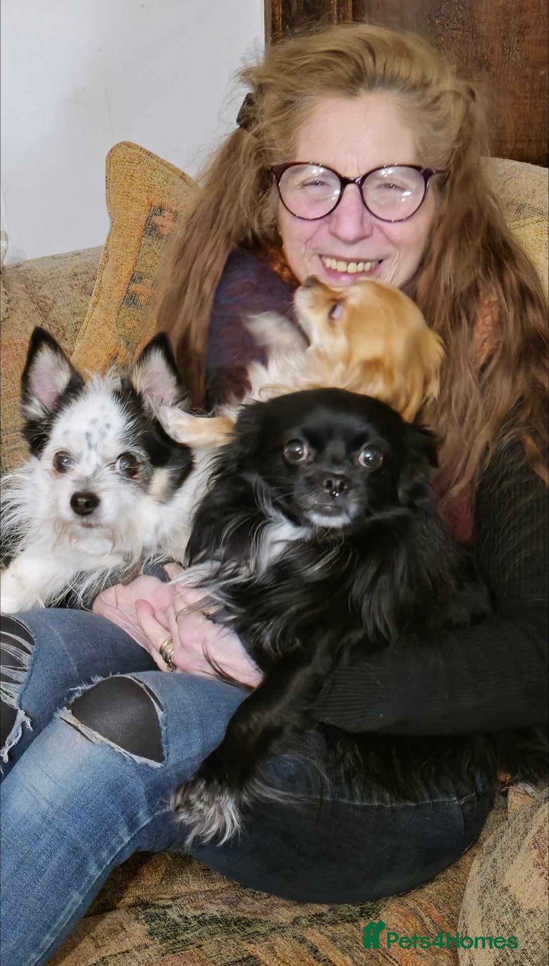 Chihuahua dogs for sale: Longhaired Chihuahua-Needs the best home  - Image 5
