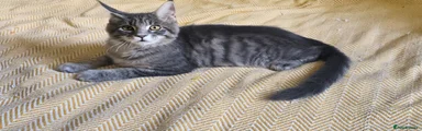 Della