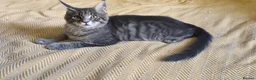 Maine Coon cats for sale: Maine Coon Kitten ready - Advert 30
