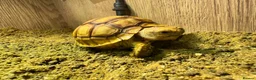 Tortoise reptiles for sale: Sulcata Tortoise  - Advert 3