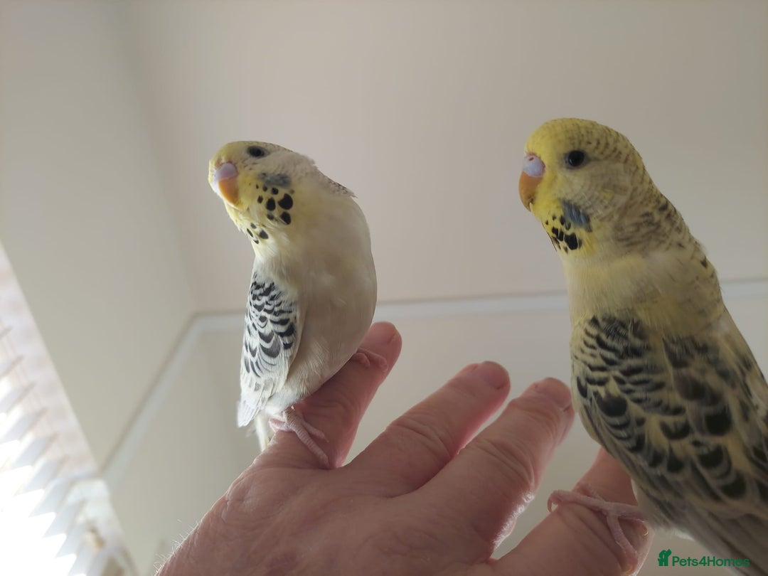 Budgerigars birds for sale: Tame Baby Budgies - Advert 11