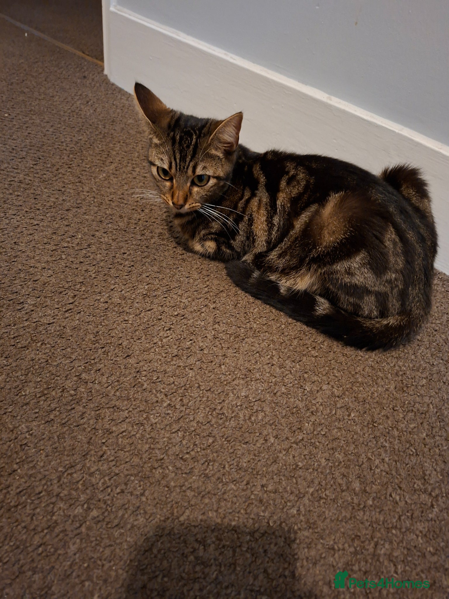 Mixed Breed cats Kittens for sale  - Advert 4