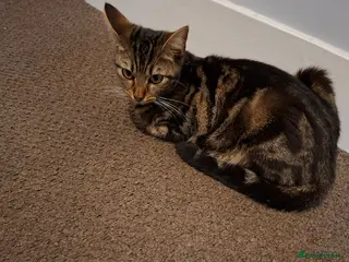 Mixed Breed cats Kittens for sale - Advert 4