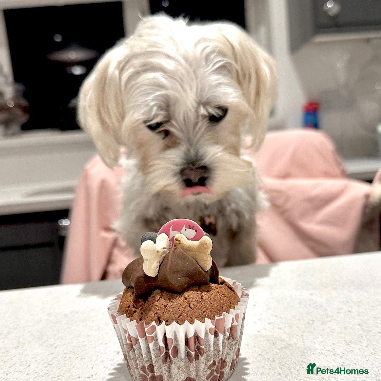 Morkie dogs Morkie  - Advert 17